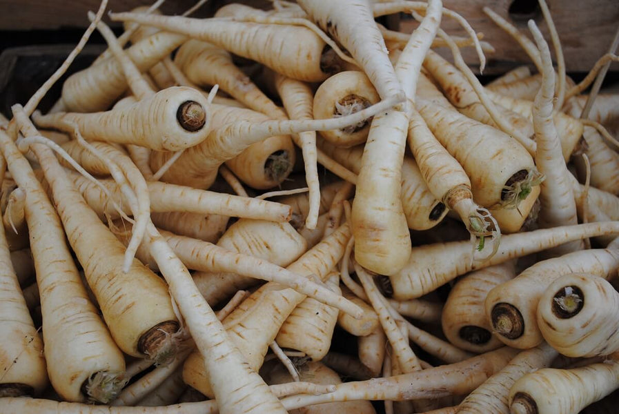 Growing Parsnips