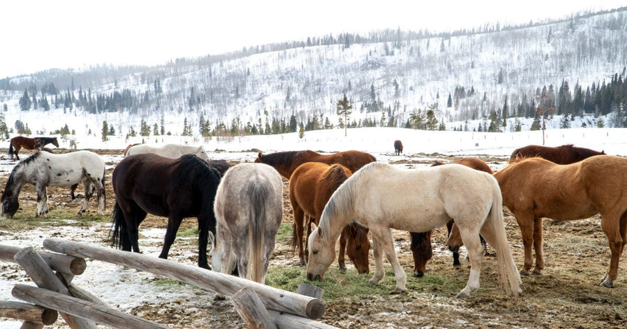 Saddle Up to Winter at the Vista Verde Guest Ranch (Review)