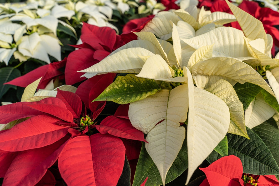 5 decorative holiday plants you can keep alive and thriving