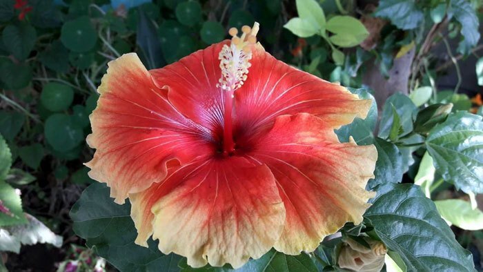 Out Of The Ordinary Grow Hibiscus