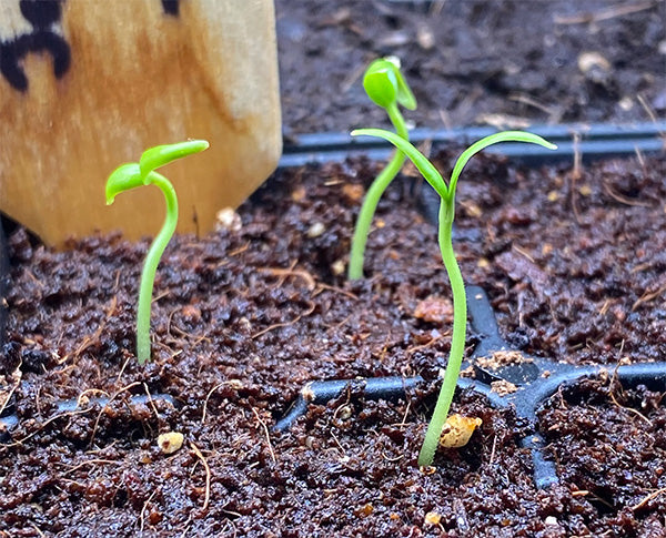 Tell us About Your Garden Plans for 2020