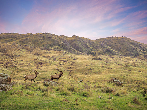 Making its mark: This Otago luxury lodge has a unique offering for keen hunters