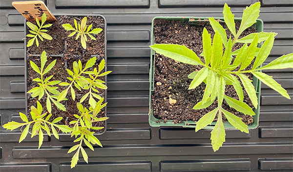 The Best Seed Staring Mix for a Beginner Vegetable Garden