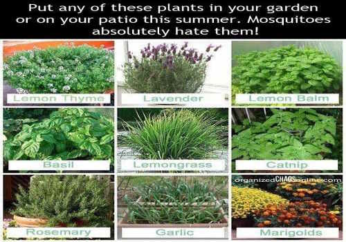 Plants That Keep Mosquitoes and Flies Away