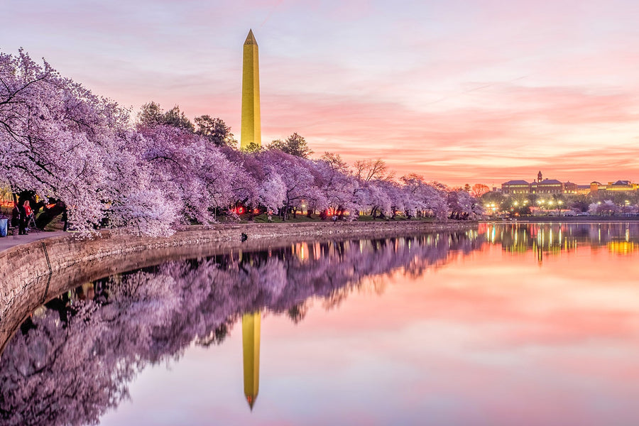 The best places to see cherry blossoms around the US this spring