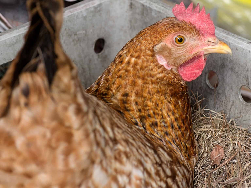 Can You Eat Egg Laying Chickens?